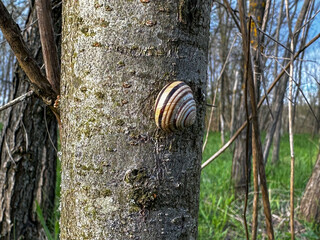 snail on a tree © Briella G