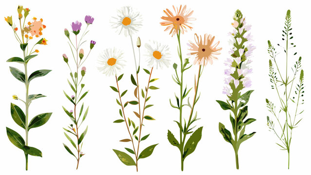 watercolor floral illustration of various wildflowers and foliage on a white background high quality professional detailed modern elegant