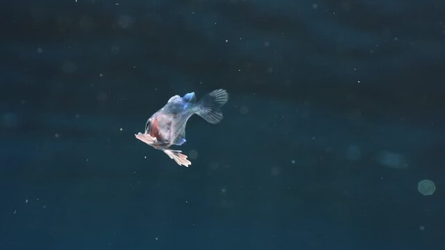 Juvenile clear fish swimming with ventral fins fully deployed