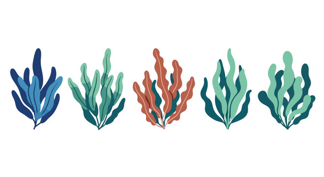 Colorful Seaweed Collection: Underwater Plants, Marine Life, Ocean Flora
