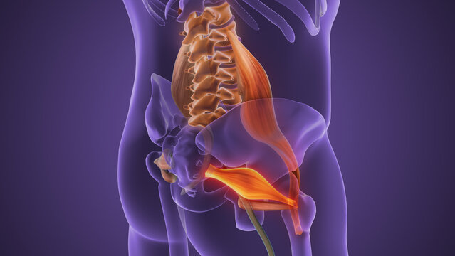 Piriformis Muscle Tightness Causing Lumbar Pain