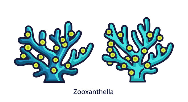 Zooxanthellae Algae Symbiotic Coral Reef Life Illustration