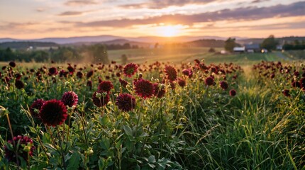 Fototapeta premium A vibrant field of red flowers under a sunset sky. The sun casts a warm glow over the landscape, highlighting the lush green grass and distant hills.