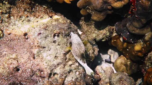 Blackspotted Puffer swimming over stony corals, Arothron nigropunctatus exploring marine ecosystem, underwater wildlife photography for educational nature media