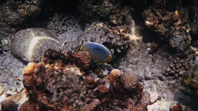 Indian Redfin Butterflyfish swimming near hard coral formations, Chaetodon trifasciatus in tropical ocean environment, marine biology and underwater nature background