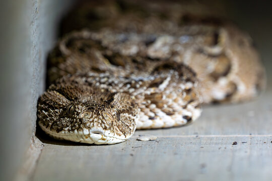 View of a puff adder snake coiled on a stone floor next to a wall with its head in sharp focus in South Africa.