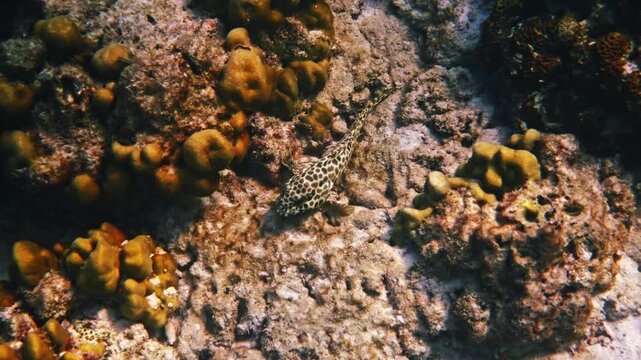 Honeycomb grouper, Epinephelus merra, resting on rocky seabed, tropical coral reef ecosystem, underwater marine biology documentation, ocean conservation background
