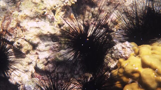 Black sea urchins resting on coral reef, Diadema setosum in tropical underwater environment, marine wildlife behavior, nature documentary .