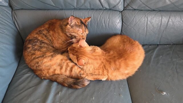 Ginger and tortoiseshell cats grooming each other on a sofa, affectionate domestic felines licking fur together in a cozy home environment