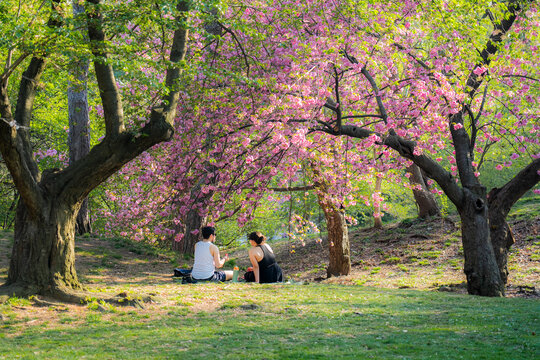 View of a couple sitting on the grass under vibrant pink cherry blossom trees in Central Park in New York, New York, United States.