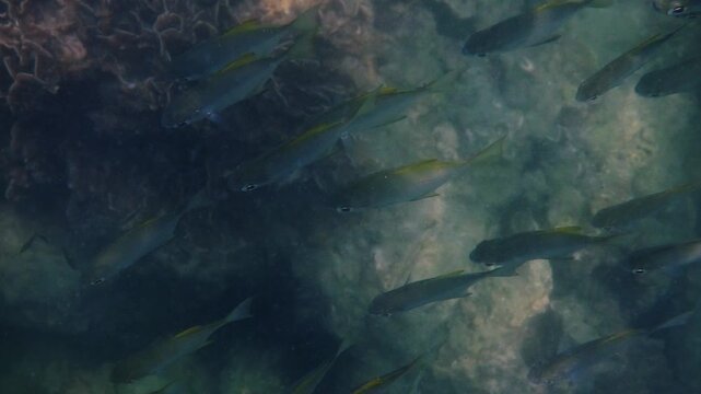 School of yellowtail fusiliers, Caesio cuning, swimming in formation, murky ocean water above coral reef, underwater marine habitat, marine biology educational content