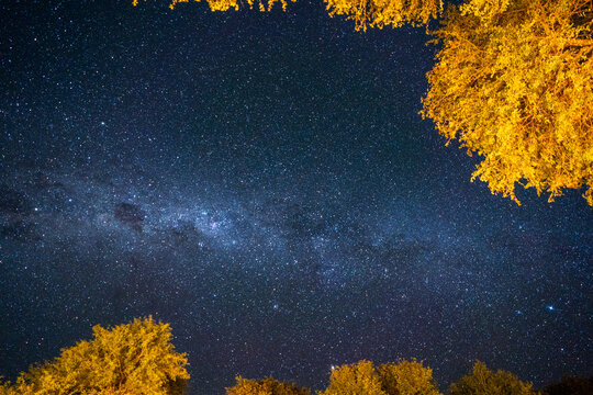 View of the Milky Way galaxy and countless stars in a clear night sky framed by golden illuminated trees in South Africa.