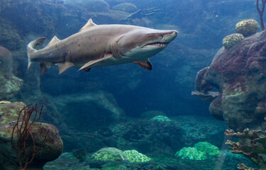 Fototapeta premium shark in aquarium