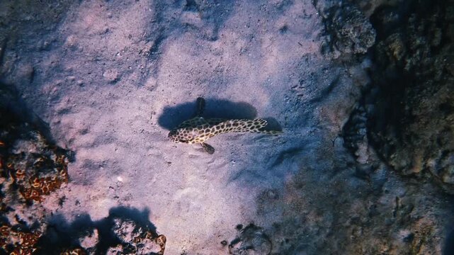 Honeycomb grouper swimming over sandy seabed, Epinephelus merra in natural coral reef habitat, marine wildlife documentary.