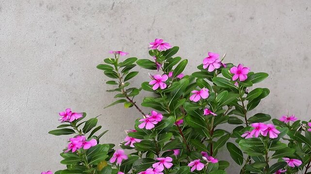 Close-up of a vibrant pink Catharanthus roseus or Periwinkle flower blooming amidst lush green leaves. This shot highlights botanical beauty, gardening, and natural floral elegance in daylight.