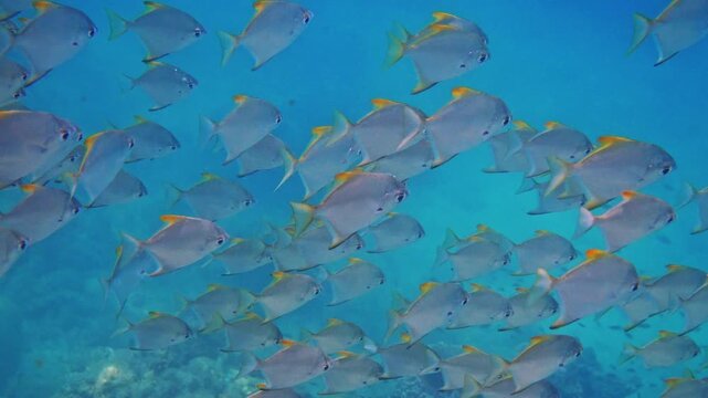 School of silver moony fish, Monodactylus argenteus, swimming through clear blue tropical ocean water, natural marine life behavior, underwater documentary .