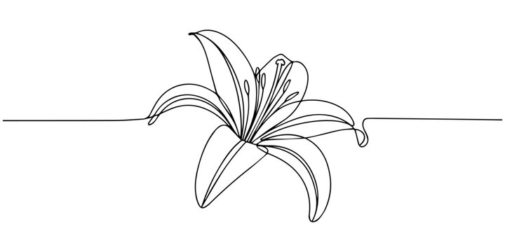 vector illustration of a flower. Flower line art. lily flower one continuous line png and vector on transparent background, Continuous one line drawing of two blooming lily flowers with leaves