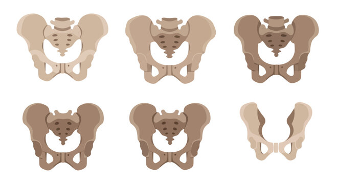 Human Pelvis Anatomy Set - Different Shades and Angles