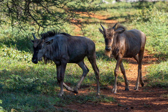 View of two young wildebeest walking along a dusty trail through the green savanna bushveld under the shade of trees South Africa.