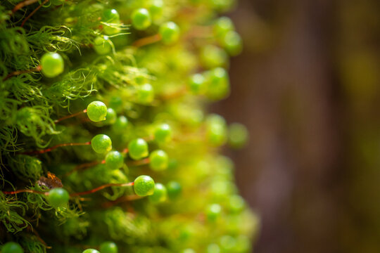Green Moss Sporophytes with Round Capsules Growing in Vertical Column