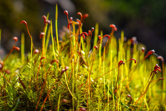 Dense Patch of Polytrichum Moss with Red Hooked Sporophytes in Sun