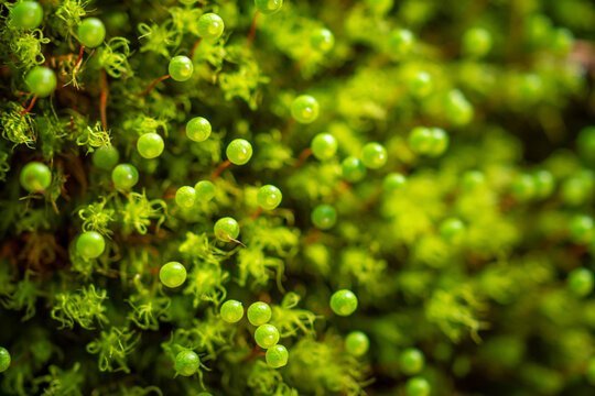 Overhead Close-Up of Round Moss Sporophyte Capsules with Bokeh