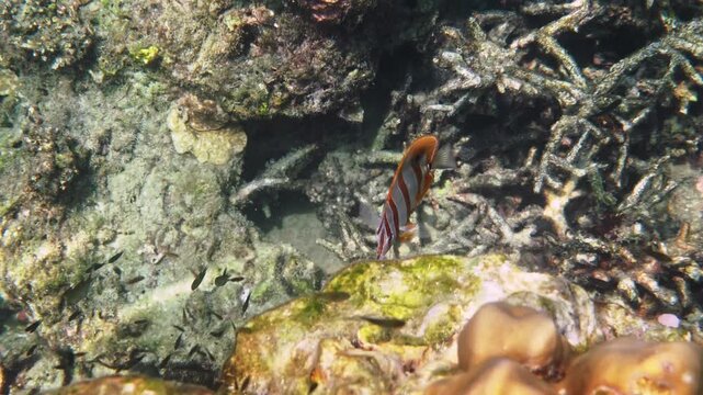 Copperband butterflyfish swimming over coral reef, Chelmon rostratus in tropical underwater habitat, marine life exploration, diving tourism background, wildlife conservation media