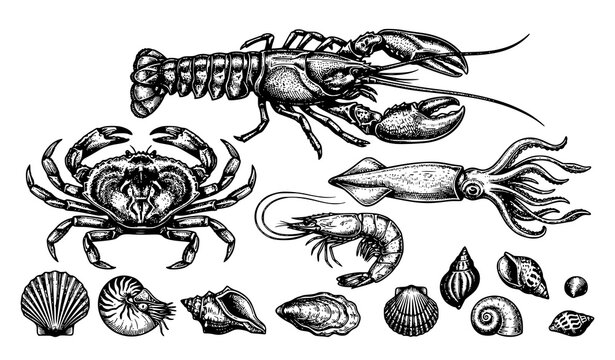 Vintage sketch style sea animals vector set with lobster crab squid shrimp and shells illustration