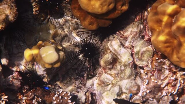 Long-spined sea urchins, Diadema setosum, dwelling among hard coral formations, tropical marine ecosystem, underwater biology research, nature background