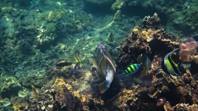 Titan triggerfish Balistoides viridescens swimming near coral reef with Moorish idol and other tropical fish, underwater marine life behavior, nature documentary .