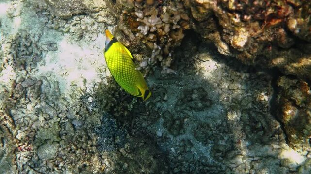 Reticulated butterflyfish, Chaetodon reticulatus, foraging on hard coral reef, tropical marine habitat, underwater nature documentary