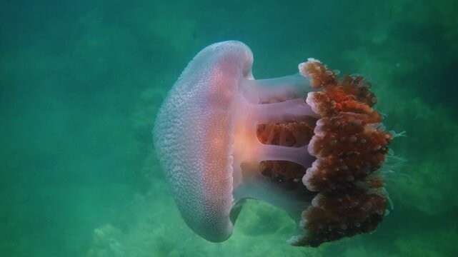 Cauliflower jellyfish swimming through murky green ocean water, Versuriga anadyomene in natural marine habitat, underwater wildlife photography for marine biology education