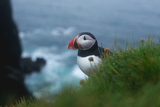 Atlantic Puffin standing on a grassy cliff edge overlooking the ocean