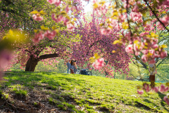 View of a photographer capturing the vibrant pink cherry blossom trees in full bloom on a sunny spring day in Central Park, New York, New York, United States.