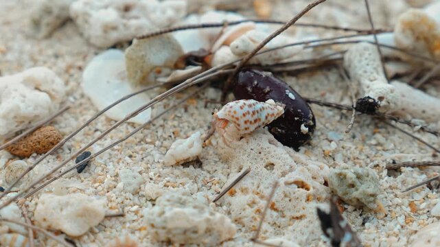 Hermit crab scavenging through coral sand and sea bean, Coenobita species, tropical coastal ecosystem, nature documentary background