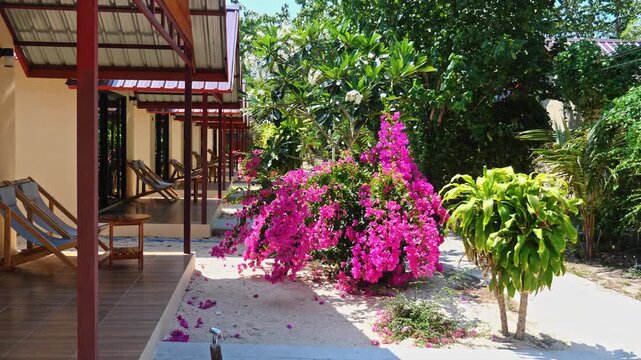 Tropical bungalows and deck chairs resting near pink bougainvillea spectabilis bushes, Ko Kradan beach resort Thailand, holiday accommodation for travel and tourism marketing