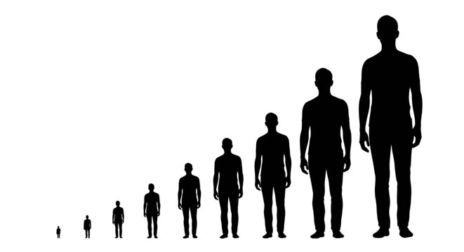 Silhouettes of Humans in Ascending Order Depicting Various Sizes and Statures