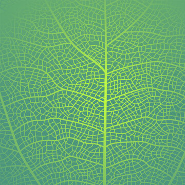 Leaf vein texture abstract background with close up plant leaf cells ornament texture pattern. Vector illustration of a green and white organic macro linear pattern of leaves and foliage in nature.