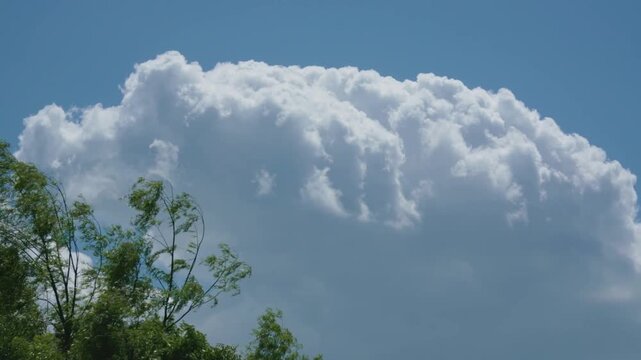 Huge cumulus cloud behind wind blowing trees
