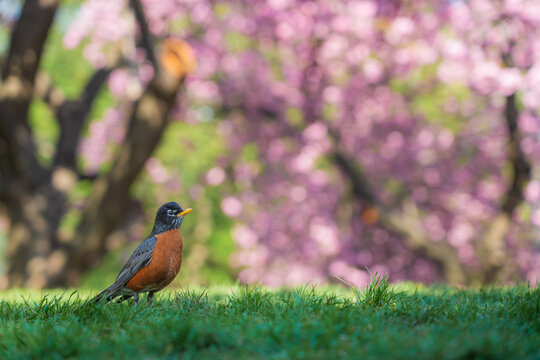View of an American Robin standing on green grass with blooming pink cherry blossoms in Central Park, New York, New York, United States.