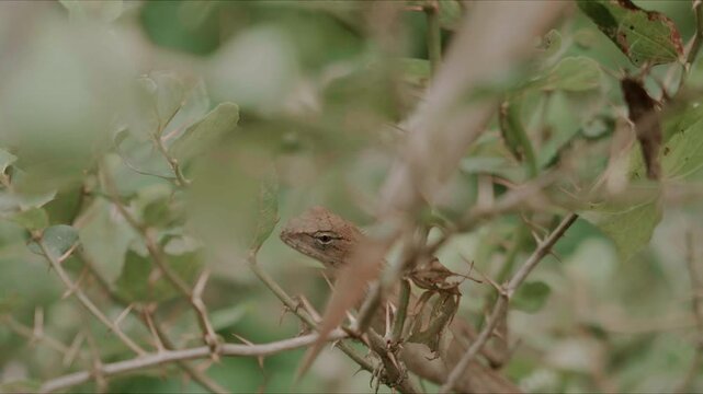 Camouflaged garden lizard revealing eye in dense foliage