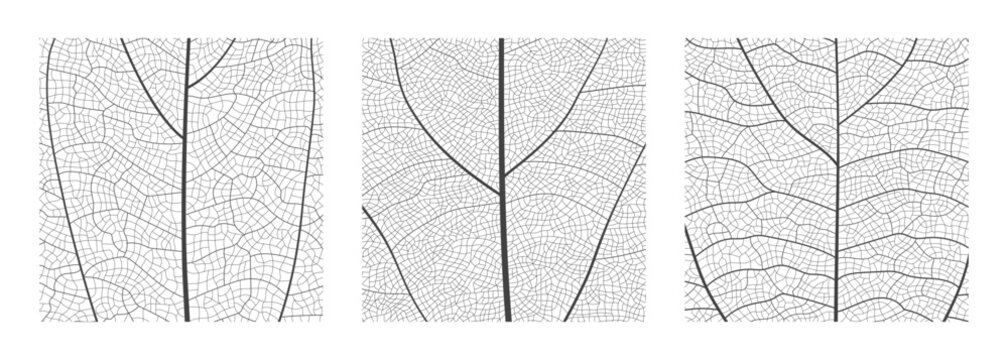 Leaf vein cell skeleton texture abstract background set with close up plant leaf cells structure pattern vector illustration. Macro leaf vein skeleton organic lattice natural foliage texture.