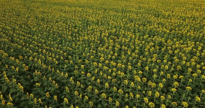 Flying over a large yellow sunflower field, agriculture