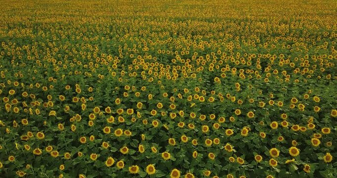 Flying over a large yellow sunflower field, agriculture and nature