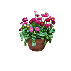 Pink bellis perennis daisy flowers in a clay pot isolated on white © Tais