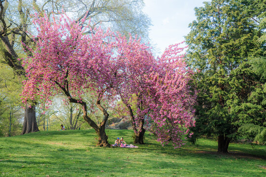 View of cherry blossom trees in bloom with people relaxing on the grass in Central Park, New York, New York, United States.