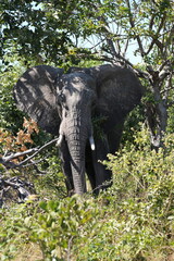 Fototapeta premium African Elephant Front View Portrait in Chobe National Park, Botswana, Feeding with Spread Ears and Dappled Tree Shadows in Vertical Composition on Self-Drive Safari