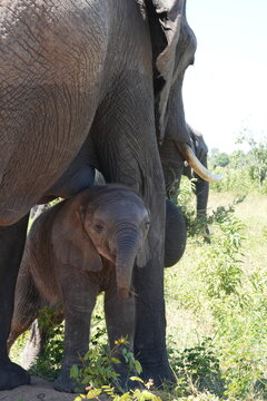 Elephant Calf Under Protective Mother in Chobe National Park, Botswana, Close-Up Wildlife Portrait