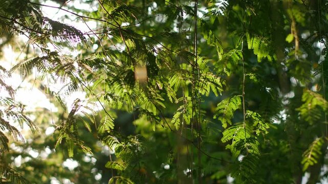 Golden Sunlight Rays Filtering Through Lush Green Tropical Rain Tree Fern Leaves and Vines in Urban Park