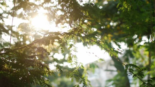 Golden Sunlight Rays Filtering Through Lush Green Tropical Rain Tree Fern Leaves and Vines in Urban Park